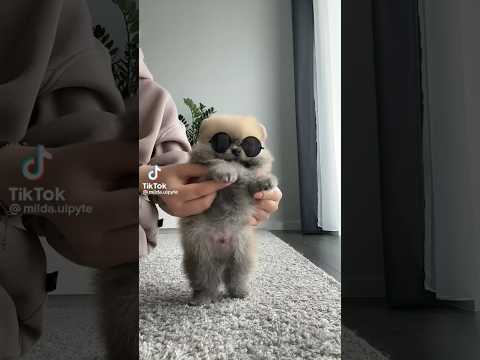 Michael Pupson🕴️ #baby #cute #cuteanimal #pets #cutepet #cutedog #shorts #cutebabyanimals #dog