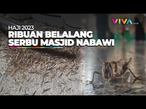 Masjid Nabawi hingga Bandara Diserbu Ribuan Belalang