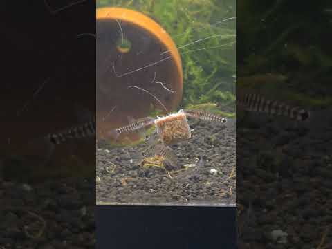 I've been trying to get these again for years!!  # One of my favorite fish of all time, this little hovering loach is ADORABLE! Stay tuned for a full s