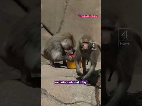 Mexican monkeys dying during heatwave
