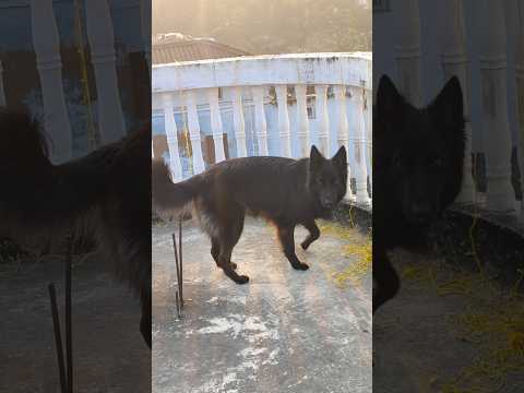 ❤️🧿😍#shortvideo #ytshorts #doglove #dog #germanshepherd #trending #viral #foryou #pets #chhathpuja