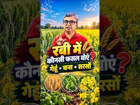 रबी सीजन में गेहूं, चना या सरसों क्या बोएं? | rabi crops | #wheat #mustard #shorts #agrostar