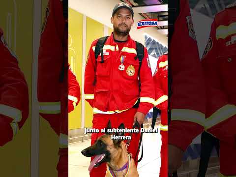 🔴🔵El Grupo USAR y Kayra, la perrita encargada de buscar a los atrapados, regresaron al Perú