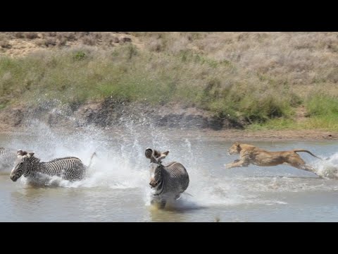 Caught on Camera: Lion Hunts Endangered Grevy's Zebra