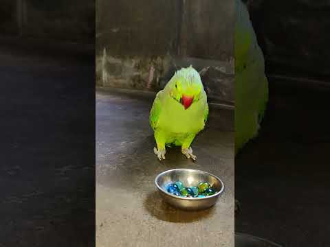 to much angry 😡 parrot 🦜#talkingparot #funny #petbird #angryparrot #viralshort #reels #trendingreels