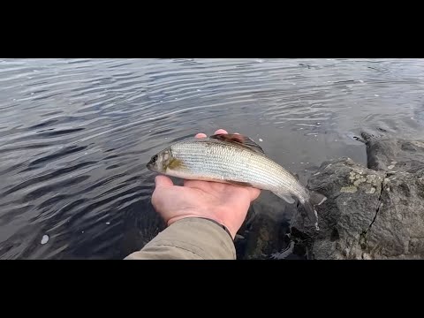 Catching Grayling on a Dry Fly with Davie McPhail
