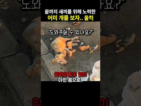 마지막 순간까지 새끼를 위해 노력한 어미 개의 따뜻한 모성애를 보고 울컥