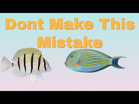 New Aquarium Fish Died (Choosing The Right Fish Fo In this video we talk about choosing the right fish for your reef tank aquarium. Don't make this mis