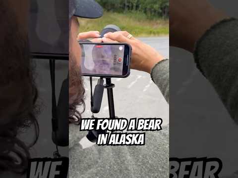 Bear spotted in Alaska !