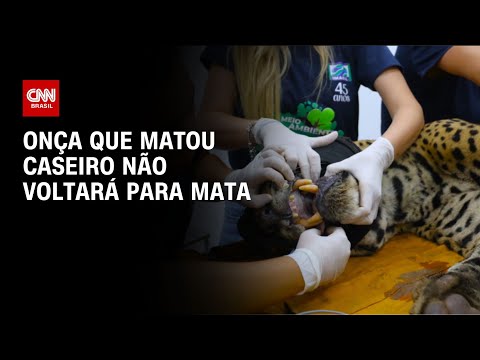 ​Onça envolvida em ataque a caseiro em MS deve ser transferida | AGORA CNN