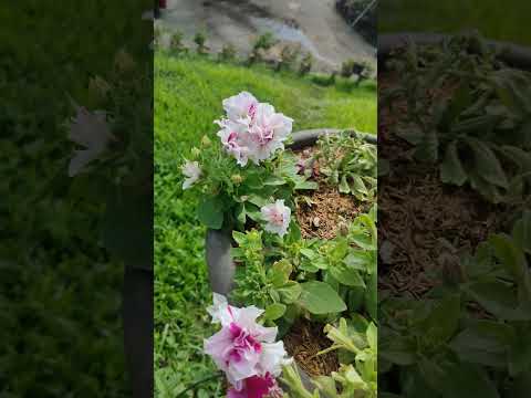 Flower color #shortvideo #flowers