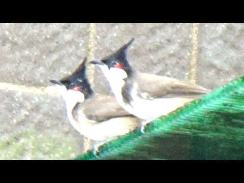 兩隻紅耳鵯神同步喙不停 Two Red-whiskered Bulbuls sang their beaks in sync #bird #birding #wildlife #大自然 #動物 #hk
