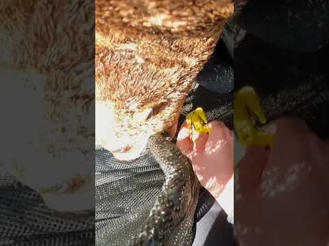 Seal found with fish hook stuck in lips