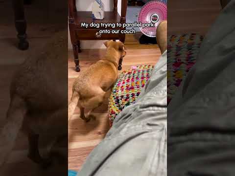 My weird little dog keeps trying to back up onto the couch