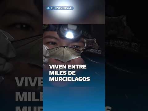 No es Ciudad Gótica; miles de murciélagos viven en una unidad habitacional en Tlalpan #shorts