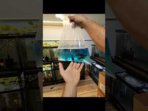 Packing goldfish to sell 
