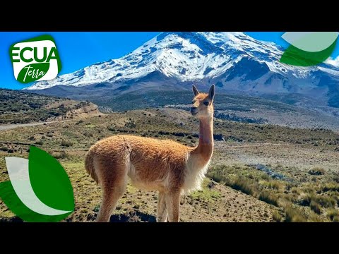 La Reserva de producción de fauna es hábitat de 7.600 vicuñas desde 1987  | Ecuaterra | Ecuavisa