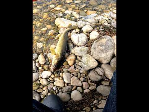 walleye fish catch on the lake 🎣 🐟 😋 #walleyefishcatch