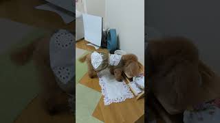 ＜保護犬 トイプードル＞#shorts  #dog #pets