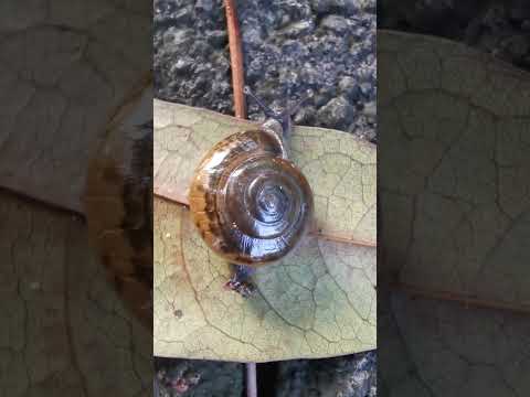 Snail | Bird Sounds