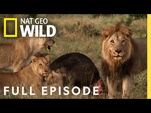 Mother of Lions (Full Episode) | Savage Kingdom
