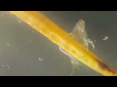 Sea slugs, copepods, gamarrus shrimp, salt water l 