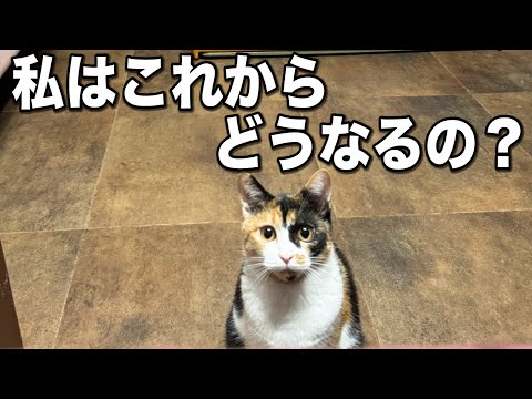 ひとりだけ残されてしまった猫の末路