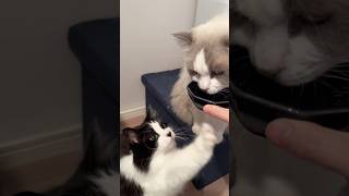 【意識高い系猫】起床後40度のお白湯を飲む猫たち　#ラグドール #ノルウェージャンフォレストキャット