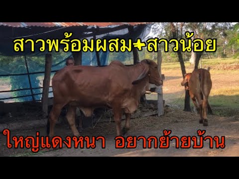 สาวพร้อมผสม+สาวน้อย-ใหญ่ๆแดงๆห สาวพร้อมผสม+สาวน้อย-ใหญ่ๆแดงๆห