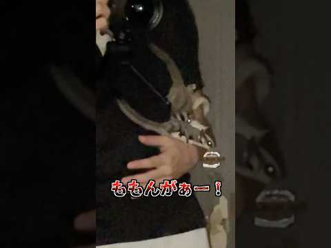 【モモンガ注意】寝起きの飼い主が襲われる瞬間! #エキゾチックアニマル #フクロモモンガ #ペット #部屋飼い