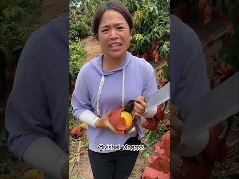 #mango #mangovarieties #fruit #facts #mangofruit #tropicalfruit #food #ytshorts #fruitcutting