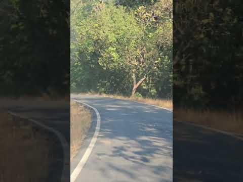 what a road in the Jungle 2 #jungle #roadtrip #road #forest #forestview