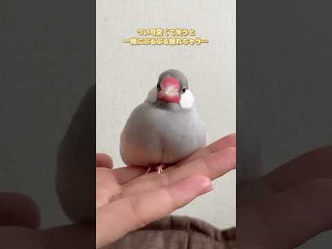 手の上でぷるぷる揺れちゃう文鳥