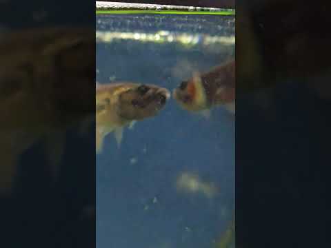 wild type betta macrostoma female passing eggs to  