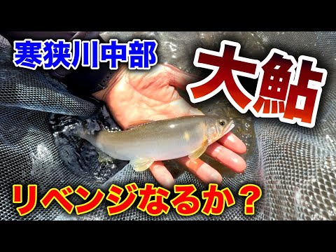 鮎釣り最終盤！！デカ鮎リベンジ！！豊川水系寒狭川中部。