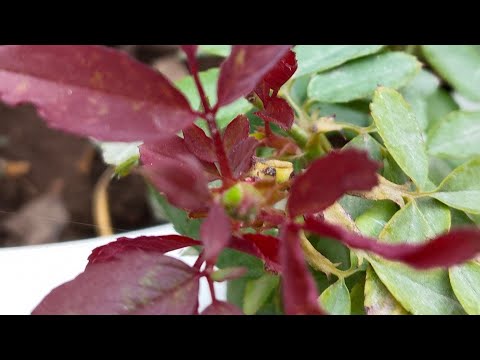 सत्य का रास्ता सबसे सरल रास्ता होता है!! राधे राधे जय माता दी