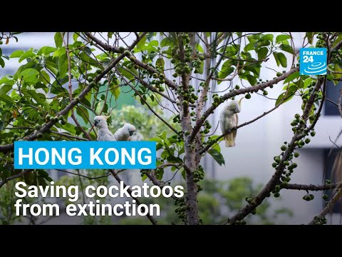Hong Kong builds artificial nests to save endangered cockatoos • FRANCE 24 English