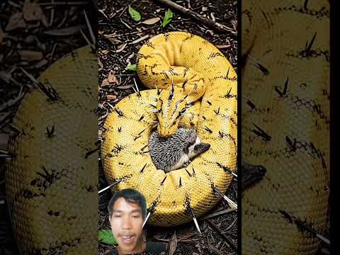 kesian#snake #youtube #shortsfeed #videos #ytshorts