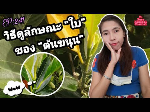 วิธี​ดู​ลักษณะ​ใบ​ของ​ต้น​ขนุน