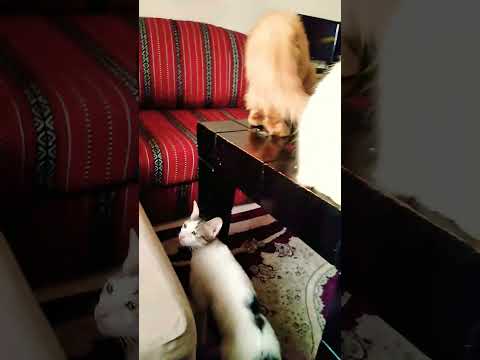 #funny #cat #cats #cute #قطط #meaw #trend #relax #ترند