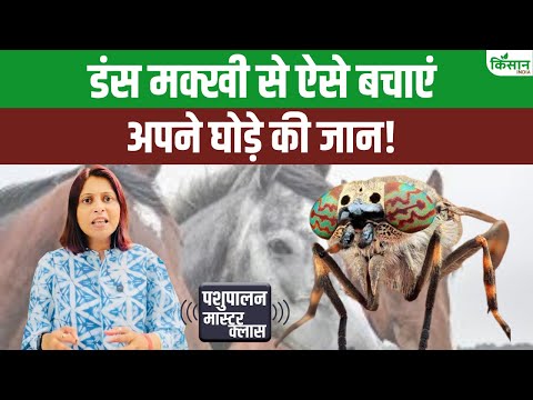 घोड़ा खाना छोड़ दे तो सतर्क हो जाइए | मक्खी से फैलती है बीमारी। Surra Disease In Horse। Biting Fly
