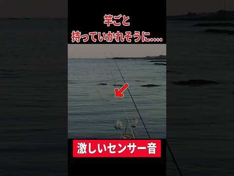 【衝撃】目の前の岩陰から出た「反則級」の怪物。 #shorts #北海道釣り