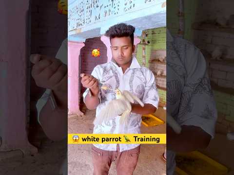 😱White parrot 🦜 training // parrot training video// #birds #parrot #pets #shorts #shortvideo