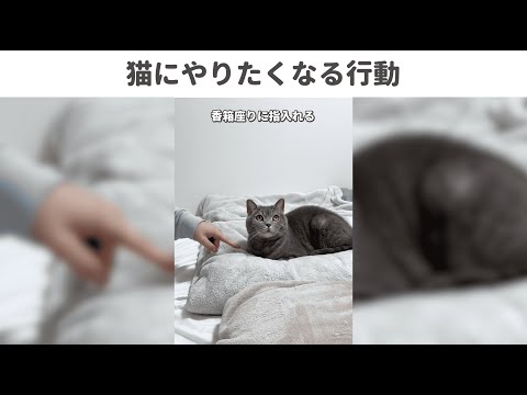 猫にやりたくなる行動26連発