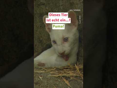 Ist dieses Tier echt ein Puma!?