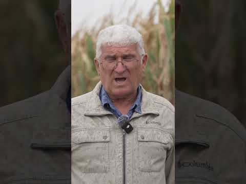🌽mai are viitor cultua porumbului în România? #porumb #agricultura #fermă