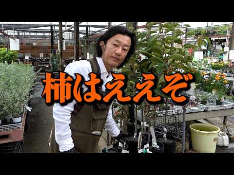 柿はええぞ〜【カーメン君】【家庭菜園】【園芸】【ガーデニング】