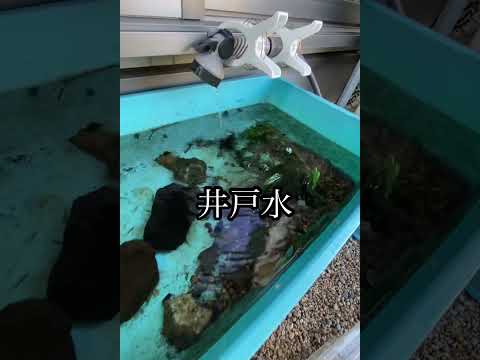 2025.6より現在に至る#diy #aquarium #fish #カニ #手作り#庭#どうすんのこれ#ザリガニ #サンリオ #井戸水 #水槽立ち上げ