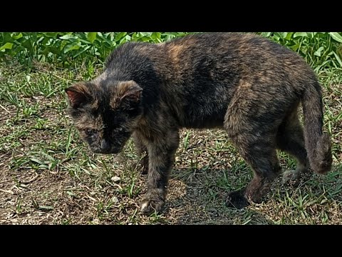 Sahabat Meongers sedang live sekarang!