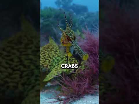 animal facts that will leave you begging to know more! #animalfacts